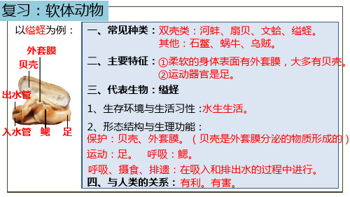 软体动物和节肢动物-节肢动物课件2022-2023学年人教版生物八年级上册