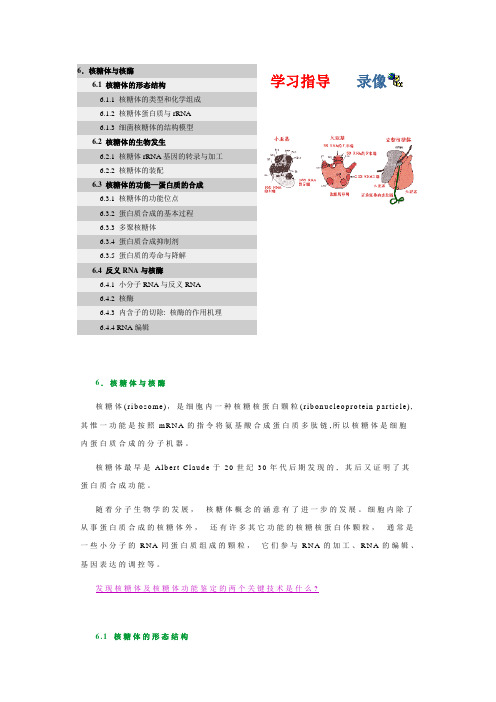 6. 核糖体与核酶