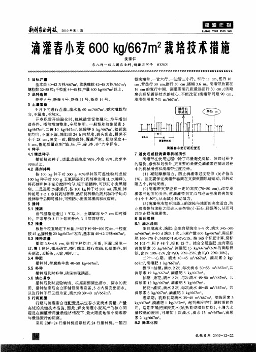 滴灌春小麦600kg／667m2栽培技术措施