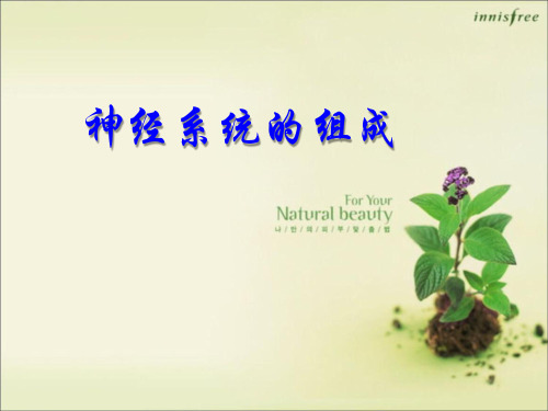 人教版初中生物七年级下册《6.2第二节 神经系统的组成》课件(四套)