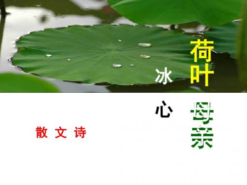 《荷叶母亲》