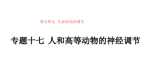 新高考通用版生物一轮复习课件第七单元专题十七人和高等动物的神经调节