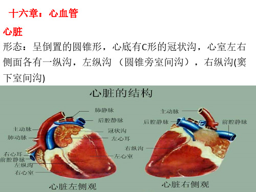 执业兽医资格考试培训 8月7日课件