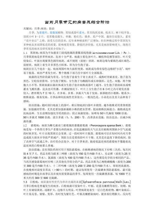 当前月季常见的病害及综合防治