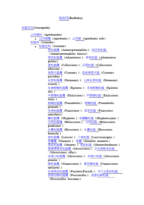 啮齿目分类 文档