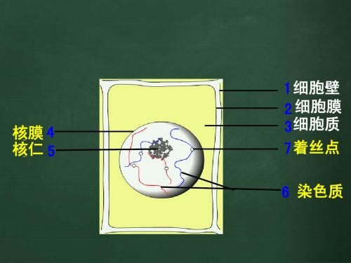 6.1细胞的增殖2