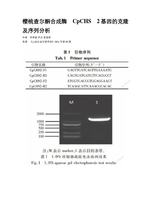 樱桃查尔酮合成酶