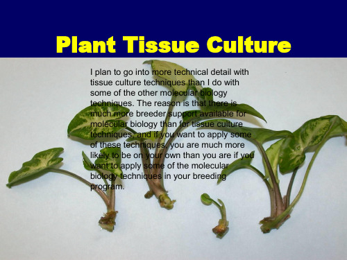 Plant_Tissue_Culture