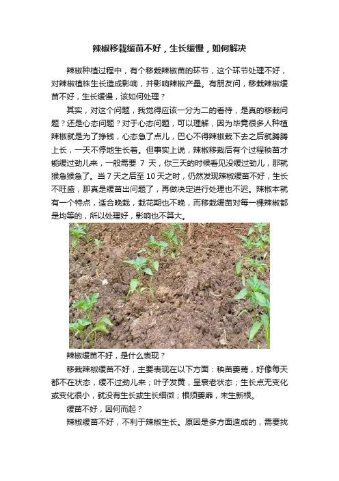 辣椒移栽缓苗不好，生长缓慢，如何解决