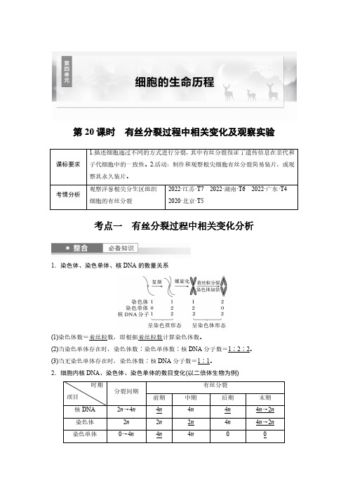 第四单元 第20课时 有丝分裂过程中相关变化及观察实验-2025年高中生物大一轮复习讲义人教版