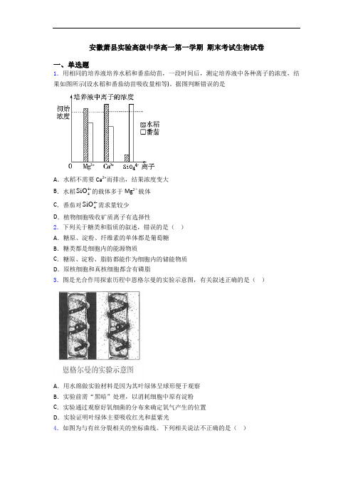 安徽萧县实验高级中学高一第一学期 期末考试生物试卷