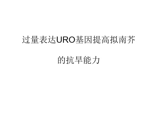 过量表达URO基因提高拟南芥的抗旱能力