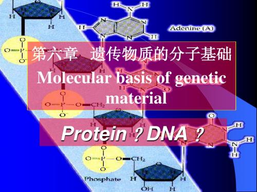 第六章  遗传物质的分子基础