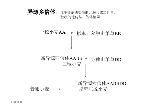 基因突变-1 遗传学课件