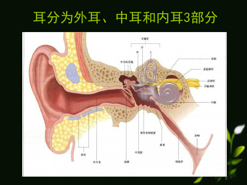 耳的应用解剖生理PPT课件