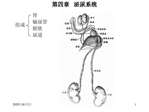 外科-泌尿外科-泌尿PPT课件