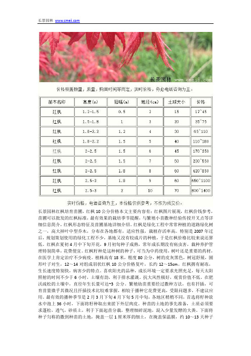 红枫10公分价格