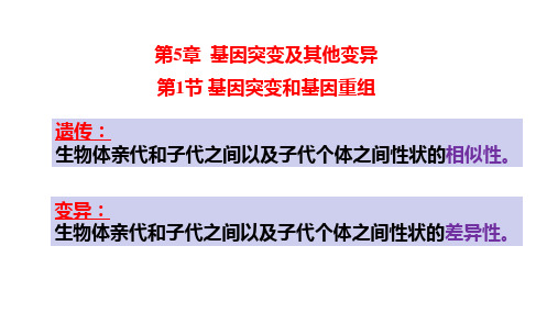 基因突变和基因重组课件-高一下学期生物人教版必修2