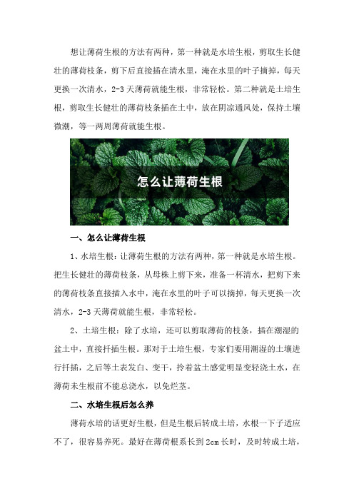 怎么让薄荷生根,水培生根后怎么养