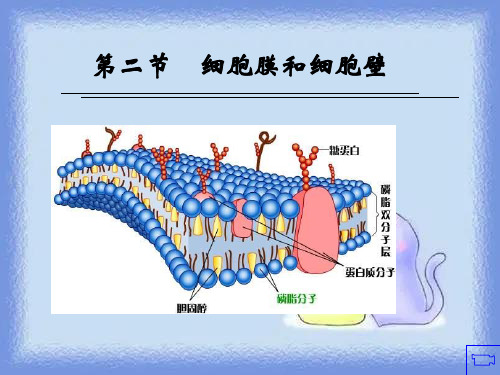 2023浙科版必修1第二节《细胞膜和细胞壁》ppt1