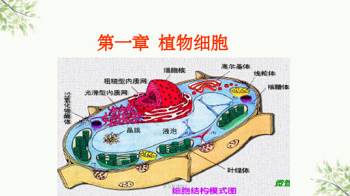 大学生植物学必看课件