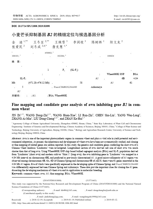 小麦芒长抑制基因B2的精细定位与候选基因分析