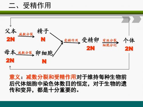 2.1.2 受精作用