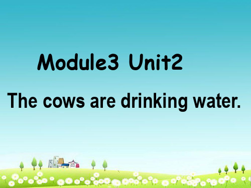 外研版六年级下册英语M3-U2The-cows-are-drinking-water.