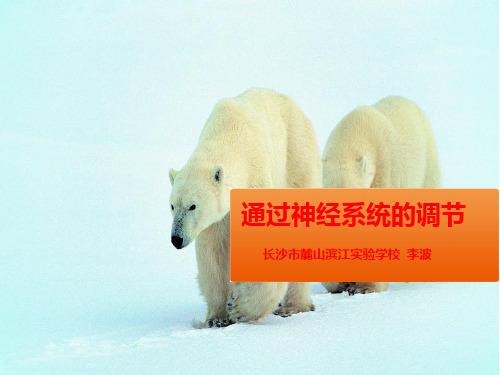 高中生物必修3《第2章生物个体的内环境与稳态第3节人体生命活动的神经调节二...》235北师大PPT课件