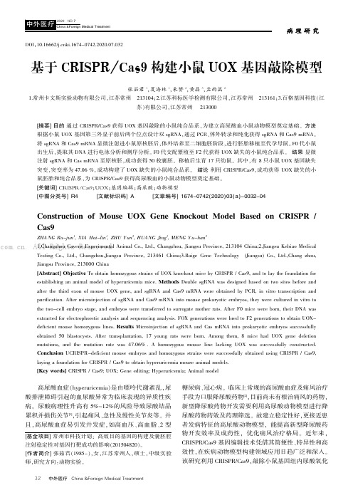 基于CRISPRCas9构建小鼠UOX基因敲除模型