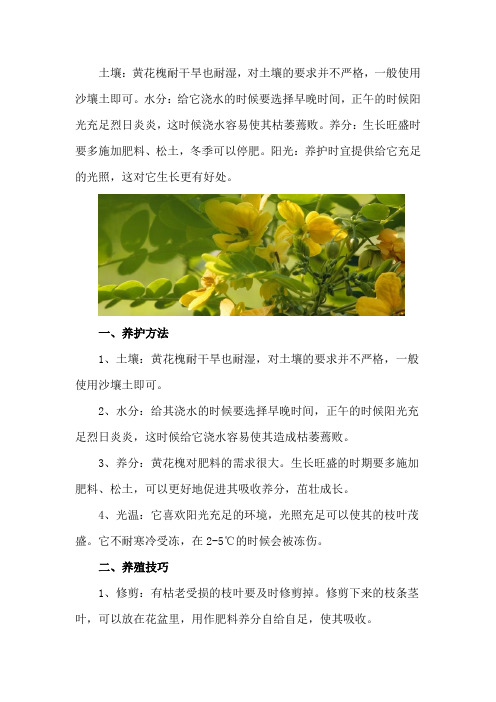 黄花槐的养殖方法和注意事项