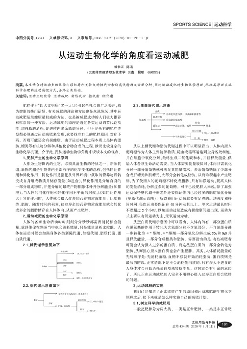 从运动生物化学的角度看运动减肥