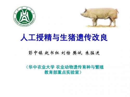 猪人工授精与生猪遗传改良.ppt