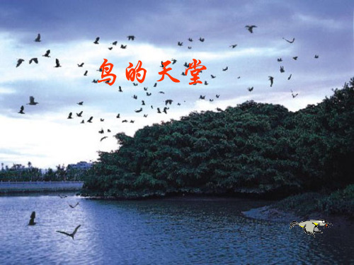 《鸟的天堂》ppt精美课件人教部编版语文3