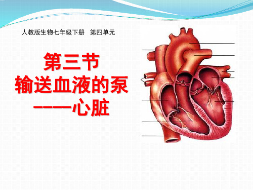 初中七年级下册生物《输送血液的泵—心脏》课件