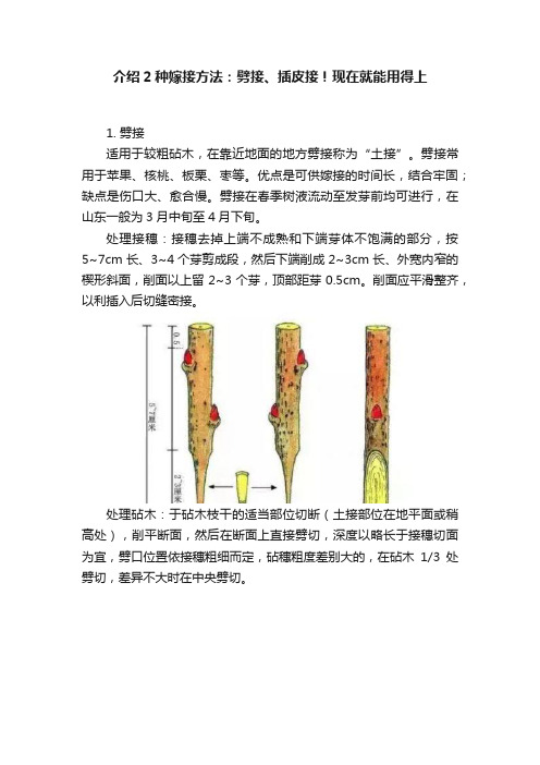 介绍2种嫁接方法：劈接、插皮接！现在就能用得上