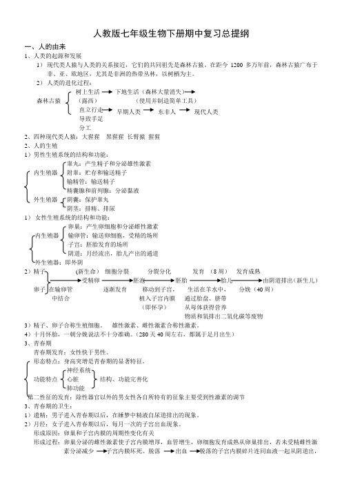 人教版七年级生物下册期中复习总提纲