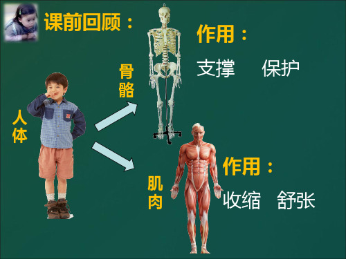 新版四年级上册科学-4.3运动起来会怎样(一) ｜教科版 (共9张PPT)