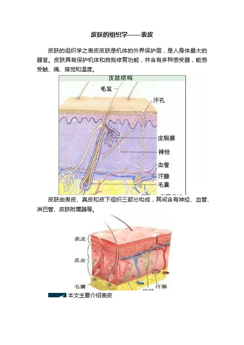 皮肤的组织学——表皮