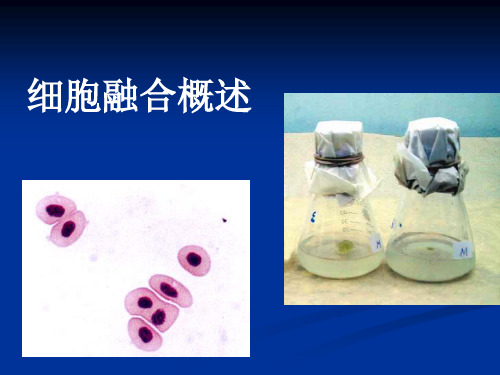 细胞融合概述