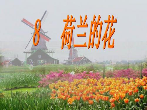 荷兰的花ppt课件