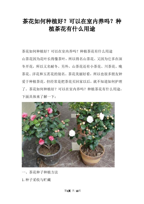 茶花如何种植好？可以在室内养吗？种植茶花有什么用途