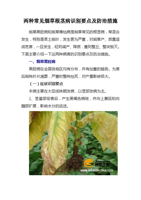 两种常见烟草根茎病识别要点及防治措施