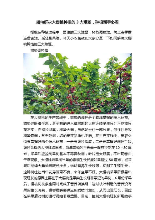 如何解决大樱桃种植的3大难题，种植新手必看