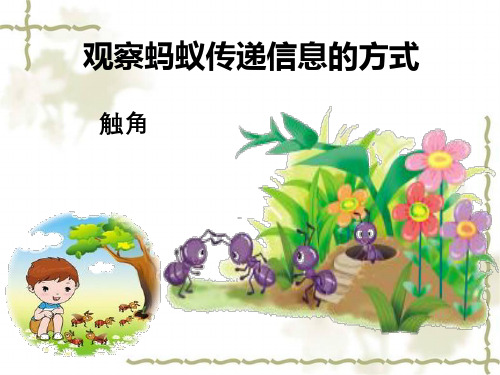 六年级下册科学课件-4.17《生物是怎样传递信息的》青岛版(共14张PPT)
