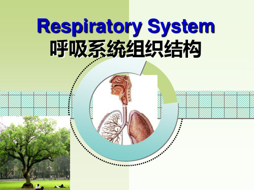 组织学与胚胎学课件：呼吸系统组织结构