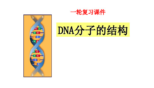 DNA分子的结构一轮复习课件