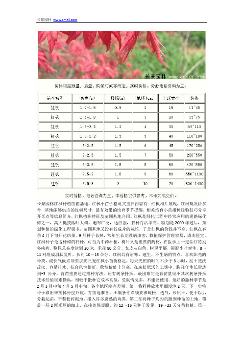 红枫小苗价格