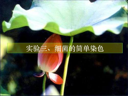 02-实验三、细菌简单染色