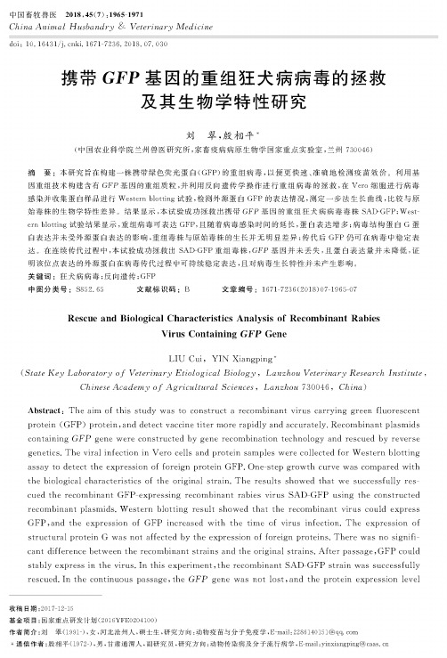 携带GFP基因的重组狂犬病病毒的拯救及其生物学特性研究